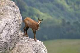 trekearth.com Chamois