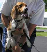 nittanybeaglerescue.org Champing