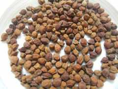 Chana