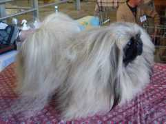 pekingesedogs.ru Chanada