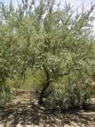 desert-tropicals.com Chanar