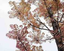 aoki2.si.gunma-u.ac.jp Chanchin