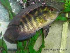 cichlids.com Chanchito