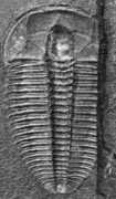 trilobites.info Chancia