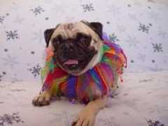 homewardboundpugs.com Chancie