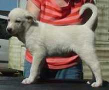 Chanco