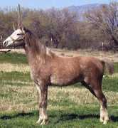 fablearabians.com Chandell