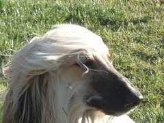 dogbreedinfo.com Chandhara
