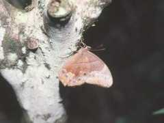 e-info.org.tw Chandica