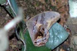 nic.funet.fi Chandica