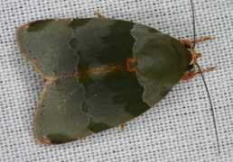 thaibugs.com Chandica