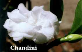 bhatia-nurseries.com Chandini