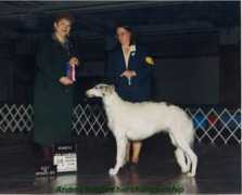 avalynborzoi.com Chandrea