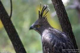 arpit.oiseaux.net Changeable