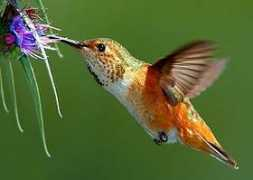 birding.about.com Changho