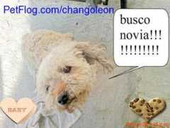 petflog.com Changoleon