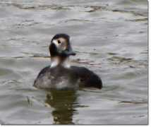 backyardbirdcam.com Changula