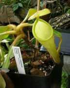 darwiniana.cz Chaniana