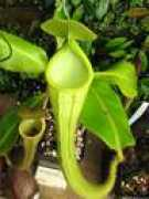 Chaniana