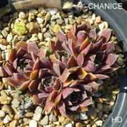semperhorst.de Chanice