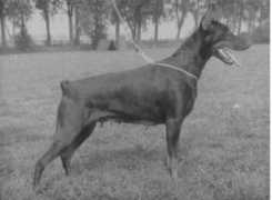 dobermann-review.com Chanine