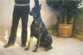 dobermann-review.com Chanine