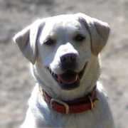 loveon4paws.org Channah