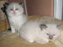 Chanou