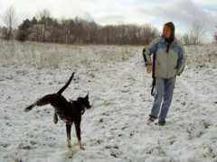 pitbull-chans.xarea.cz Chansik