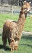 alpacaroseranch.com Chanso