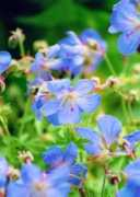 landscape-service.com Chanteal