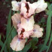 gladiolus.lv Chanted