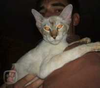 miciny.cz Chantee