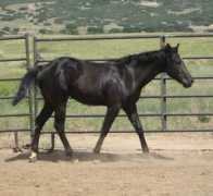 paynterspaintranch.com Chantella