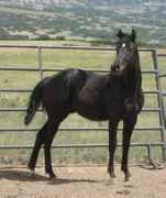 paynterspaintranch.com Chantella