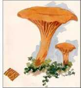plantguide.org Chanterelle