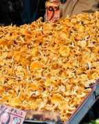pxleyes.com Chanterelle