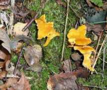 ryenats.org.uk Chantl