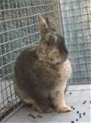 ruecker-web.de Chantou