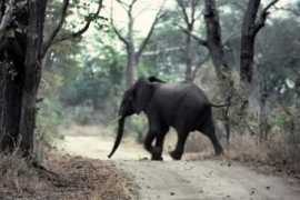 Chaone