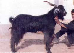 goatworld.com Chappar