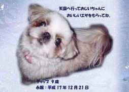 Chappu