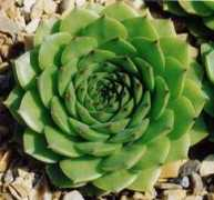 fernwood-nursery.co.uk Charad