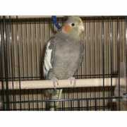 birdchannel.com Charcole
