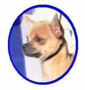 dogzonline.com.au Chardell