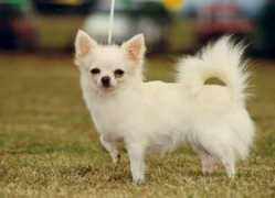 dogzonline.com.au Chardell