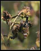 nature-photo.ch Chardoneret