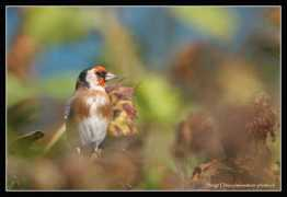 nature-photo.ch Chardoneret