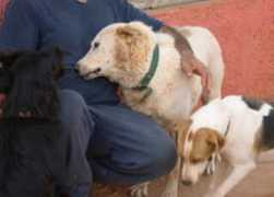kazshelter.org Charem