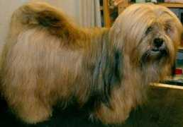 vajrapasha-lhasa-apso.de Charila